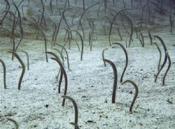 Garden Eels, there were literally thousands of them! by Alex Lim 